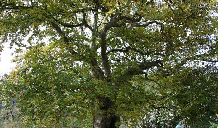 La religione perduta degli alberi: la saggezza nei monumenti verdi