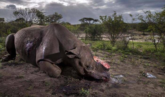 Crimini contro la natura: scatti per salvare il pianeta