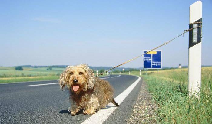 Ernesto il randagio, la straordinaria parabola di un veterinario e di un cane abbandonato