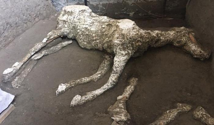 Pompei scopre un cavallo bardato per fuggire dal Vesuvio