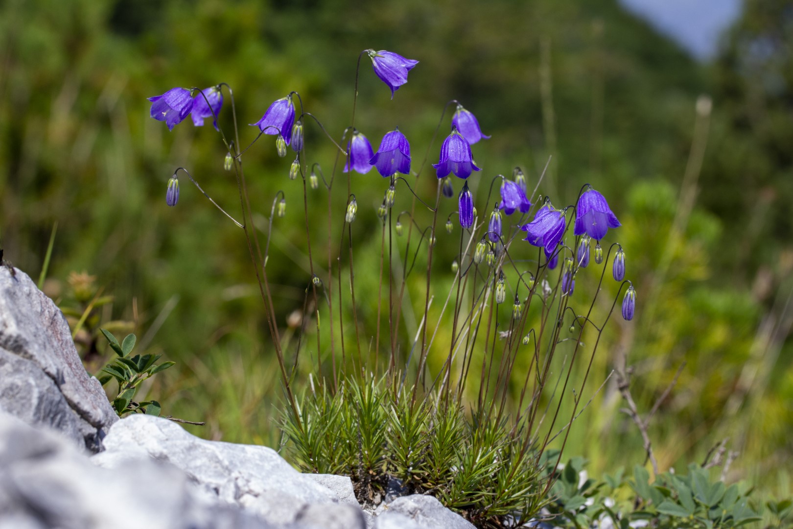 Scoperto un nuovo fiore: si tratta di una campanula