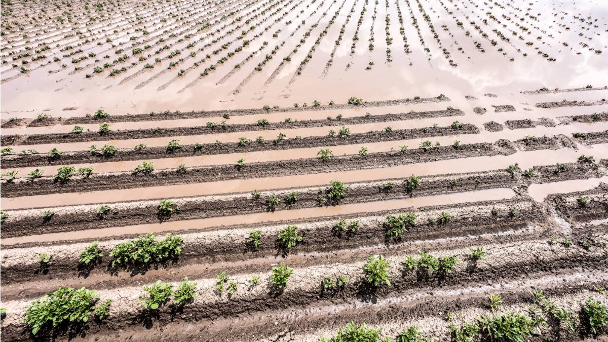 Micotossine, la nuova sfida posta dal cambiamento climatico