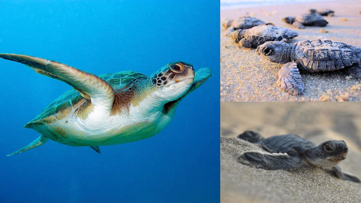 Carretta caretta nuoto, nidificazione e nuovi nati