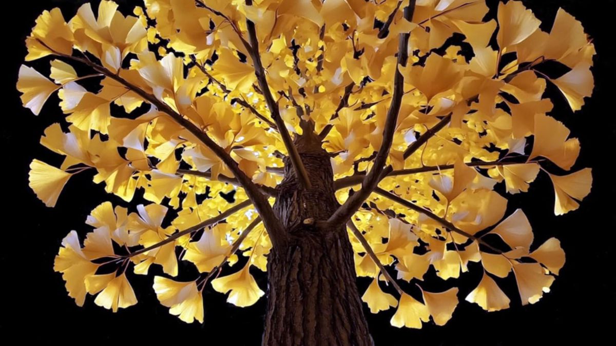 debora-hirsch-vanishing-trees "Vanishing Trees", la tecnologia che salva gli alberi in via d'estinzione