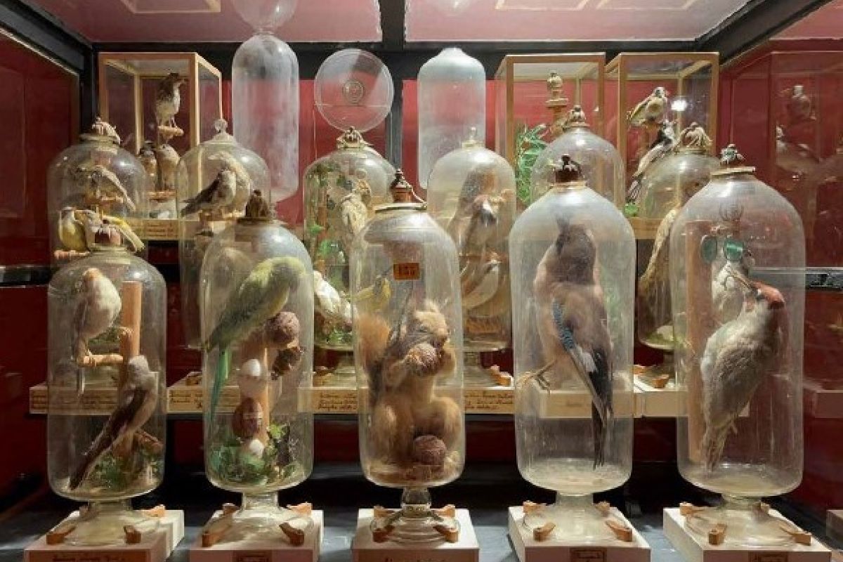 animali-in-ampolla Animali in bottiglia, svelato il segreto di Fourcault