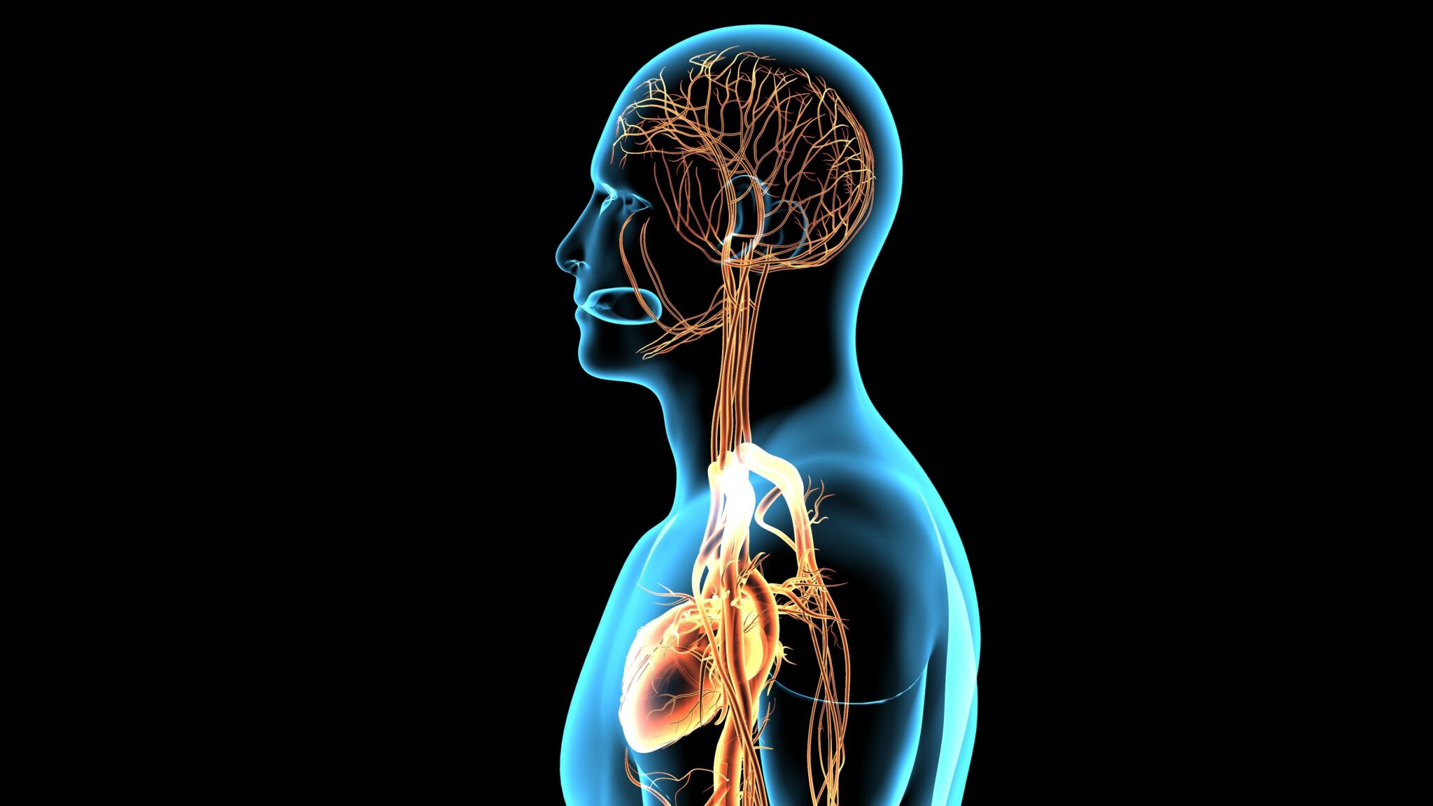 Nasce l’atlante digitale del corpo umano: organi esplorabili in 3D