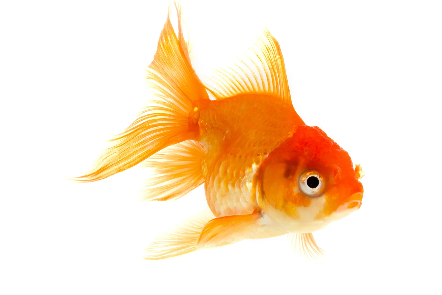 Non solo d’aprile: ormai i pesci non hanno più stagionalità  