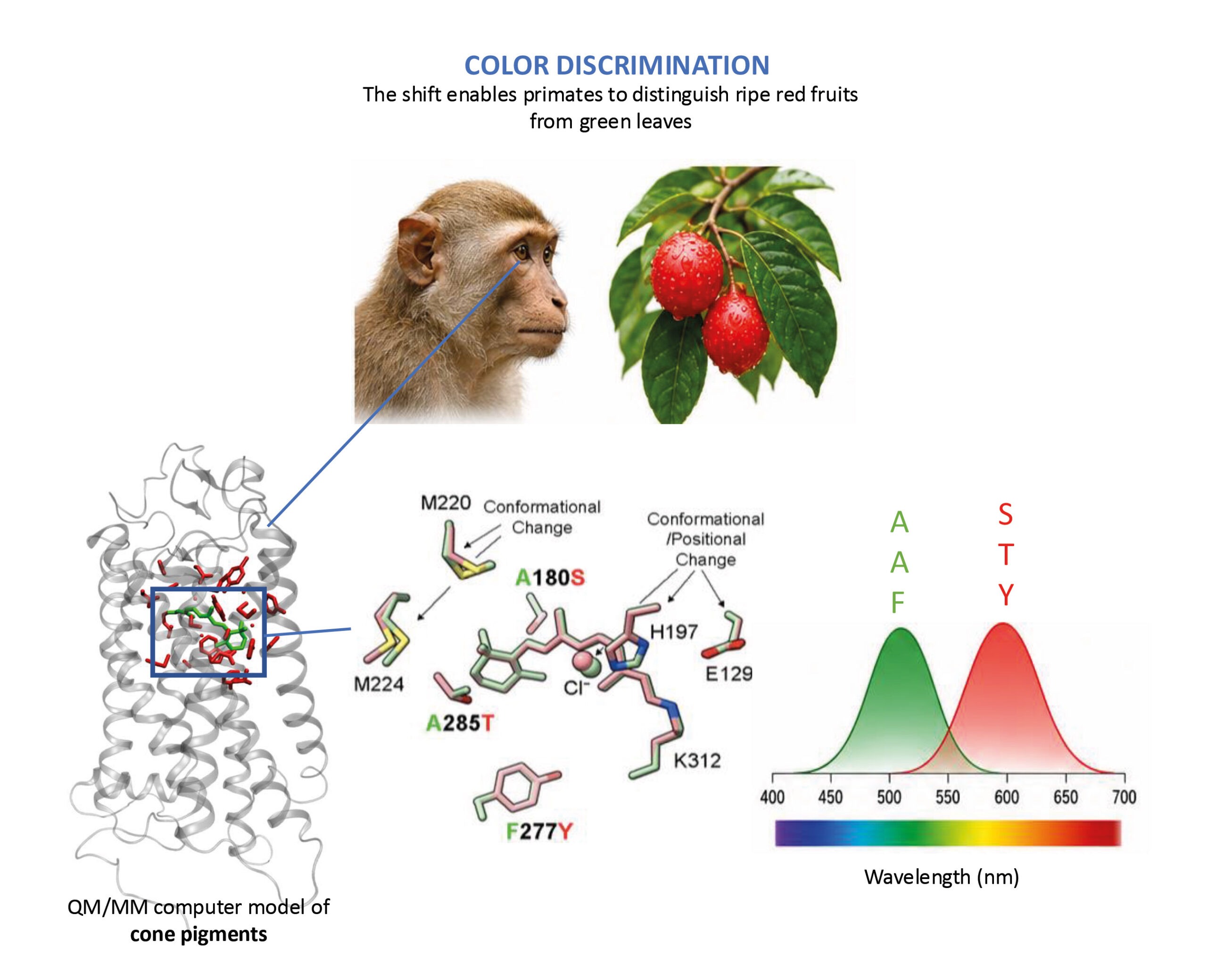 Come facciamo a vedere? La scienza dietro i pigmenti della visione a colori