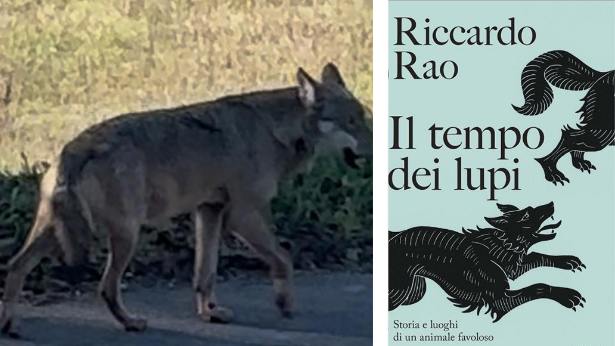 Torna l’ora del lupo e ritornano ataviche paure