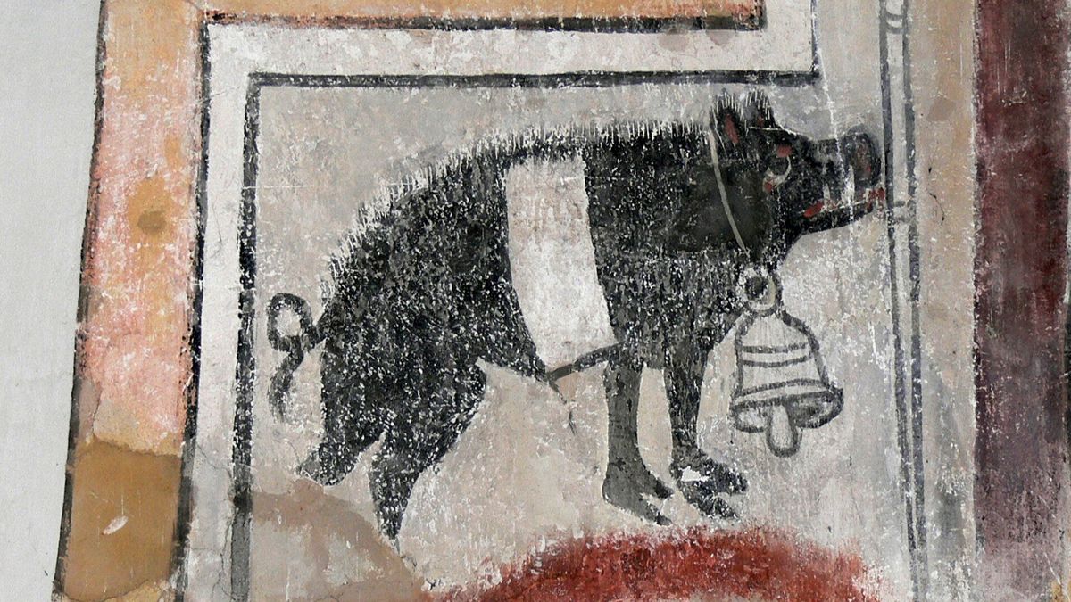 cinta-senese-lorenzetti Come nell'arca di Noè: isolati due maschi e nove femmine per salvare la cinta senese
