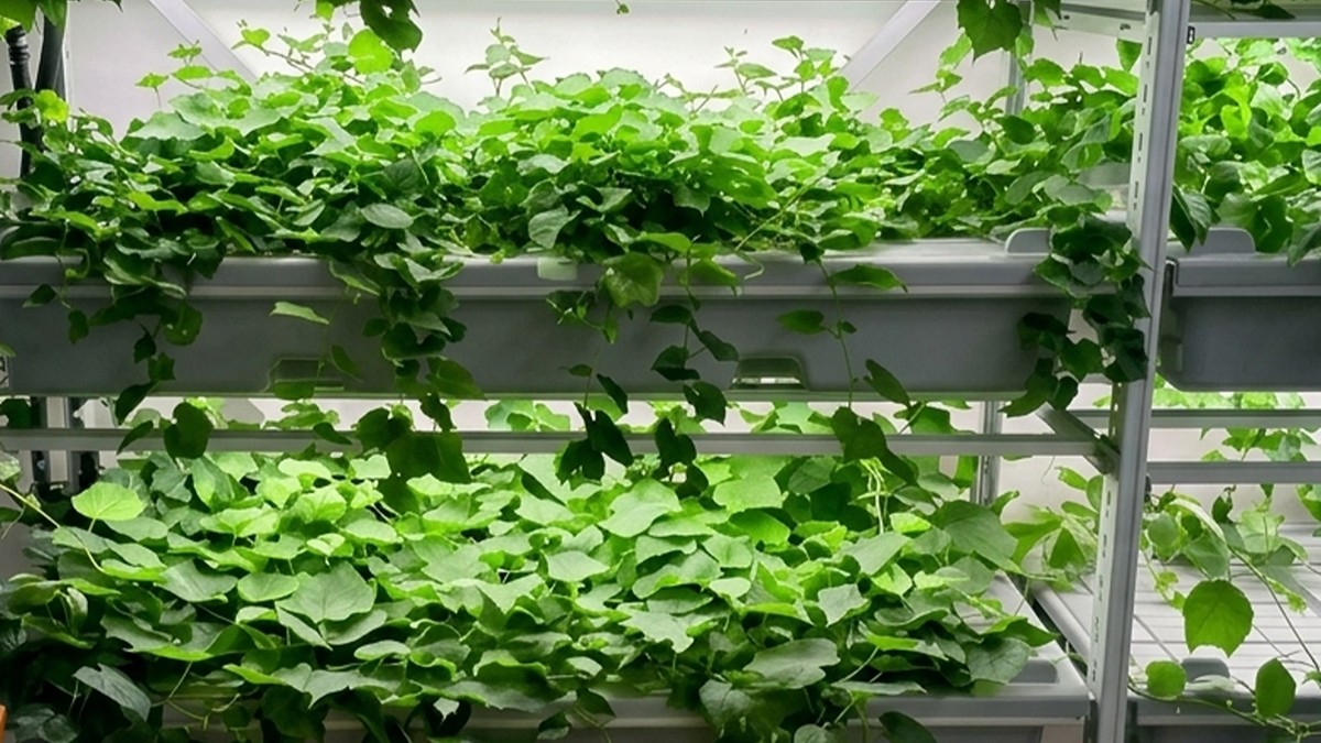 Vigneti resilienti, la ricerca di Siena guarda alle radici